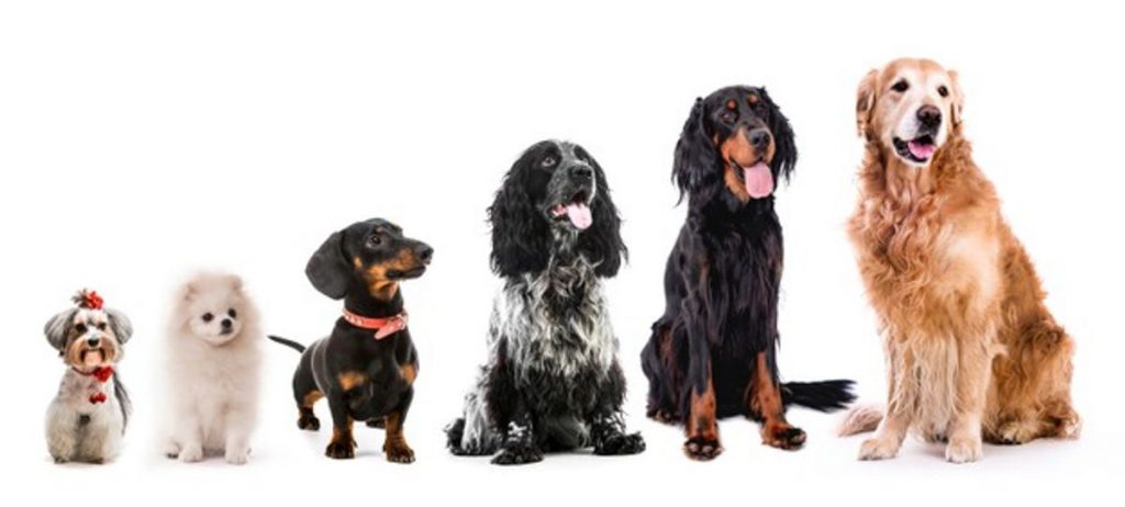 Healthy Paws Reviews