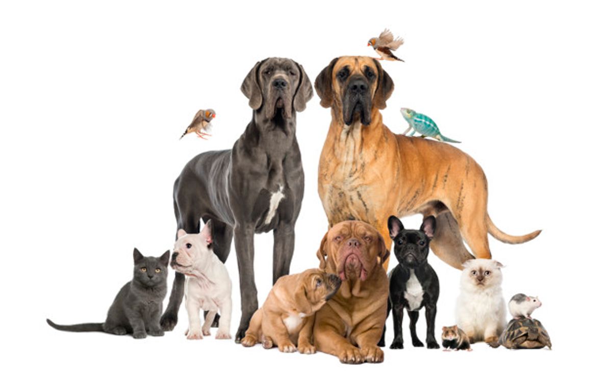 Pets Best Insurance Reviews