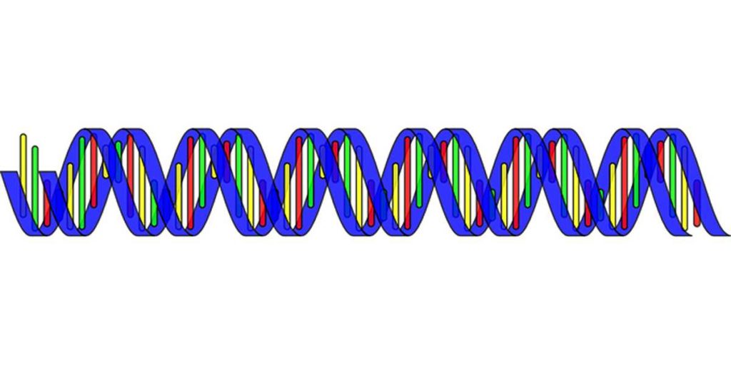 what is rna