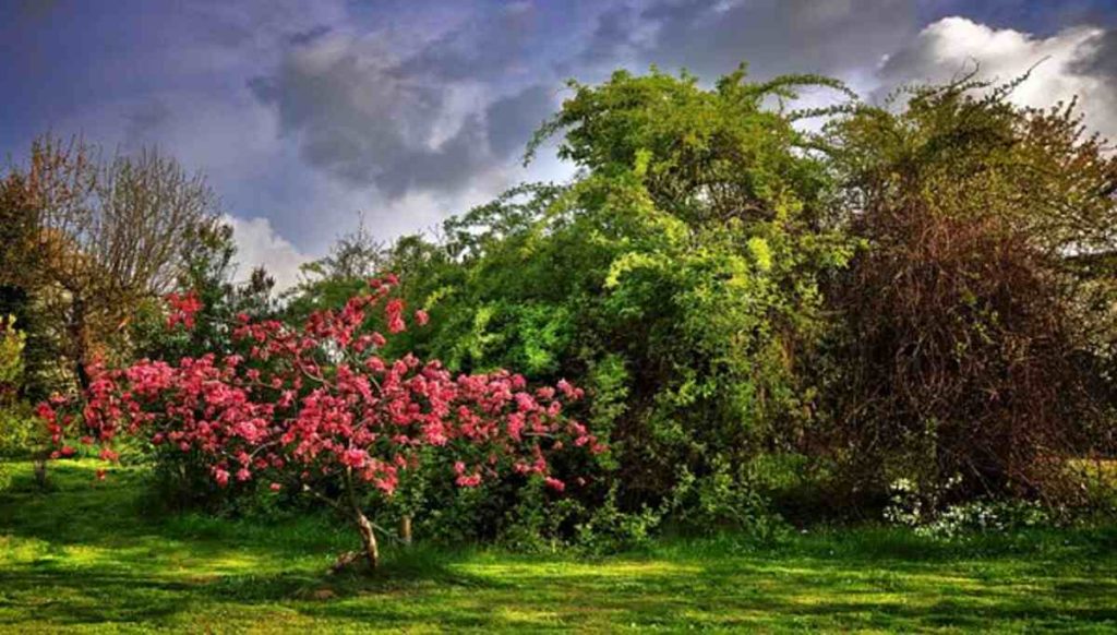 garden paradise