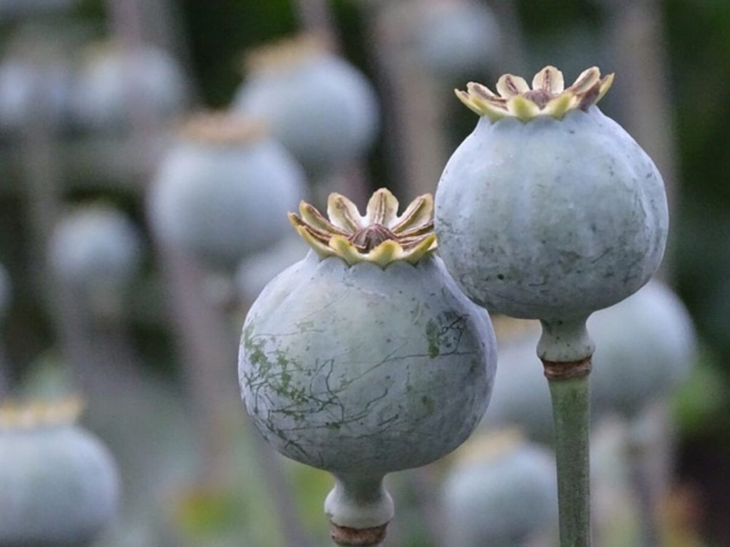 Unwashed poppy seeds
