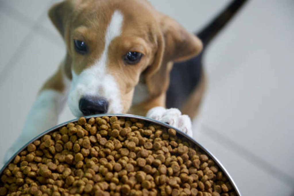 Farmina N&D Cat Food Review