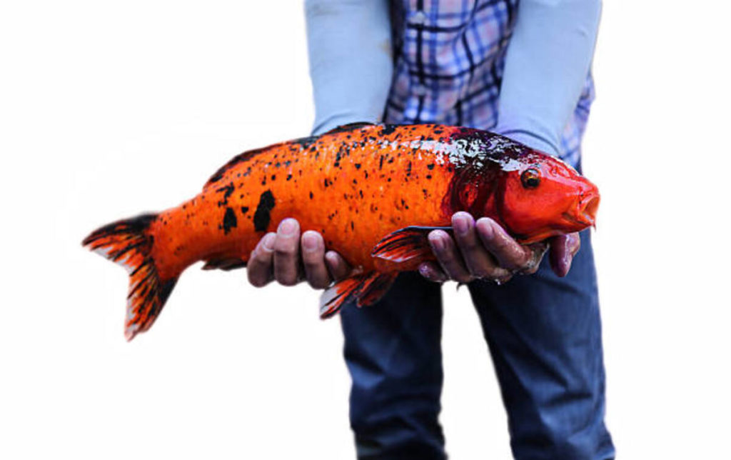 With Handprint Fish