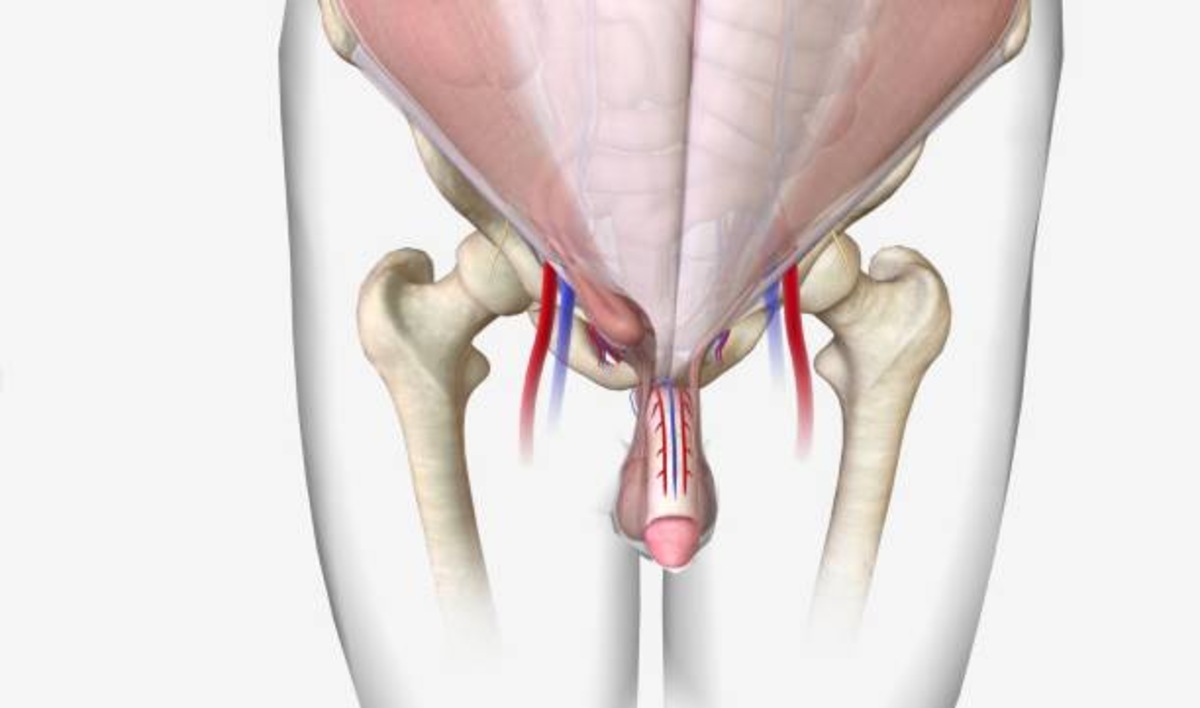 Semispinalis Capitis Muscle