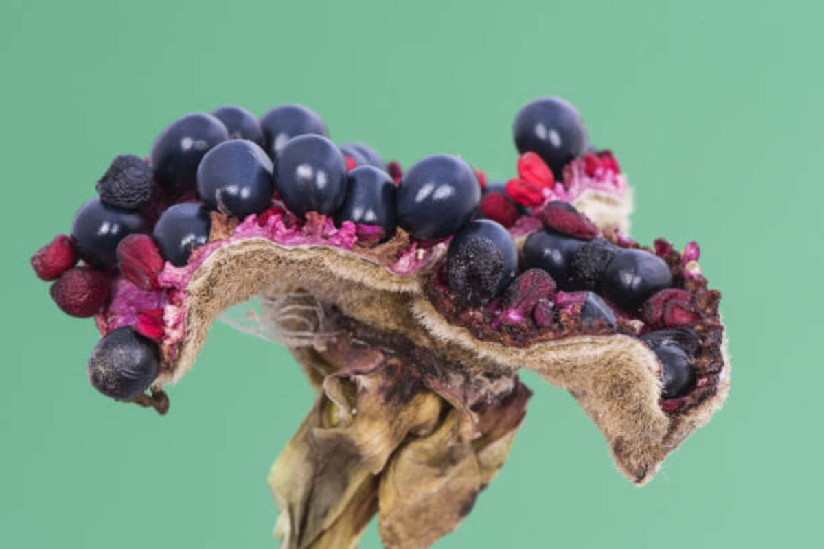 How Pollination Works in Flowers, Fruits and Seeds