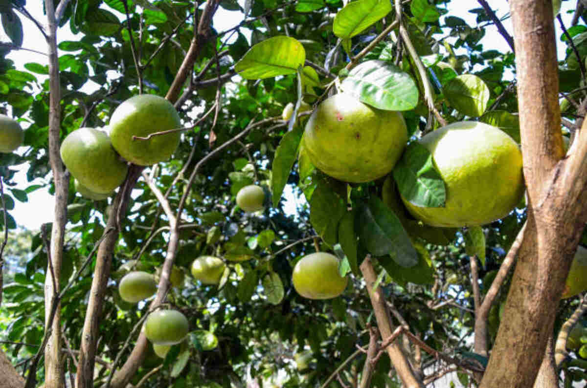 Grewia Asiatica - Falsa Fruit Tree