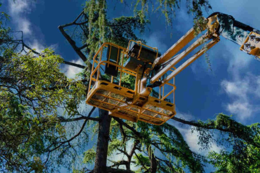 tree removal los gatos