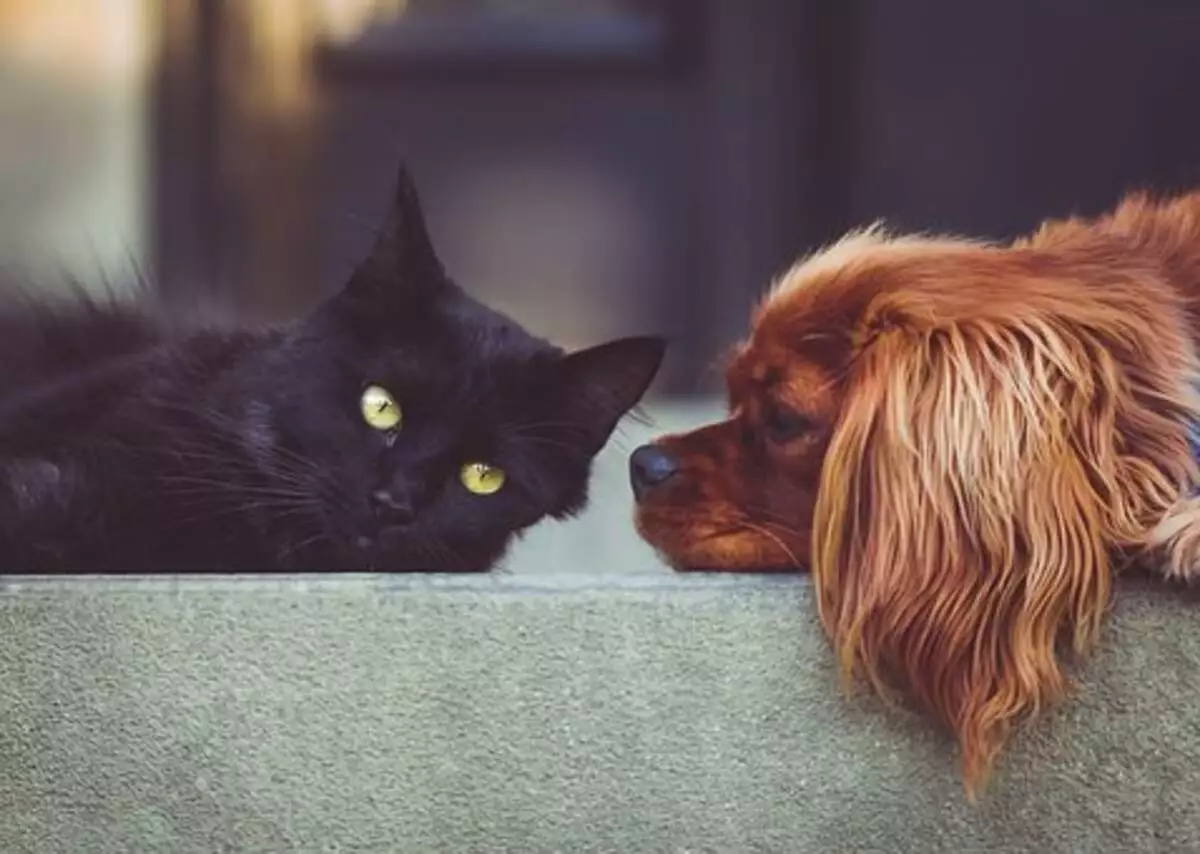 AKC Pet Insurance Reviews