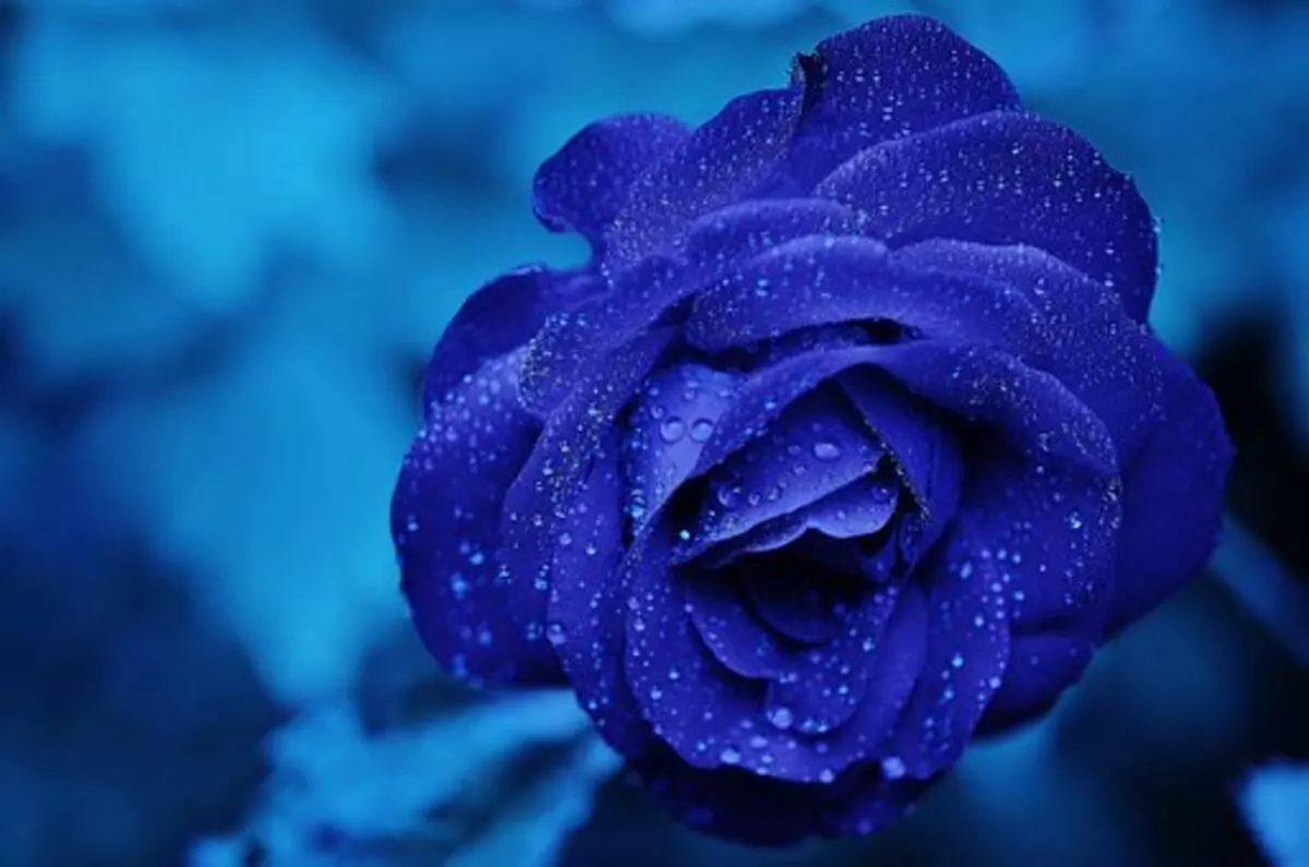 The Benefits of a Flower Garden