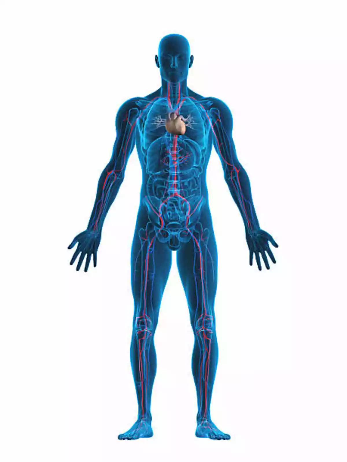 What Is Physiology?