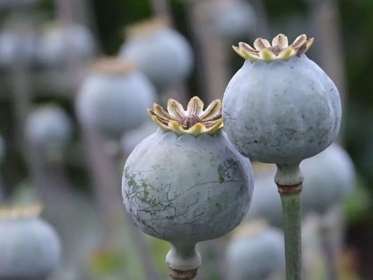 Unwashed poppy seeds