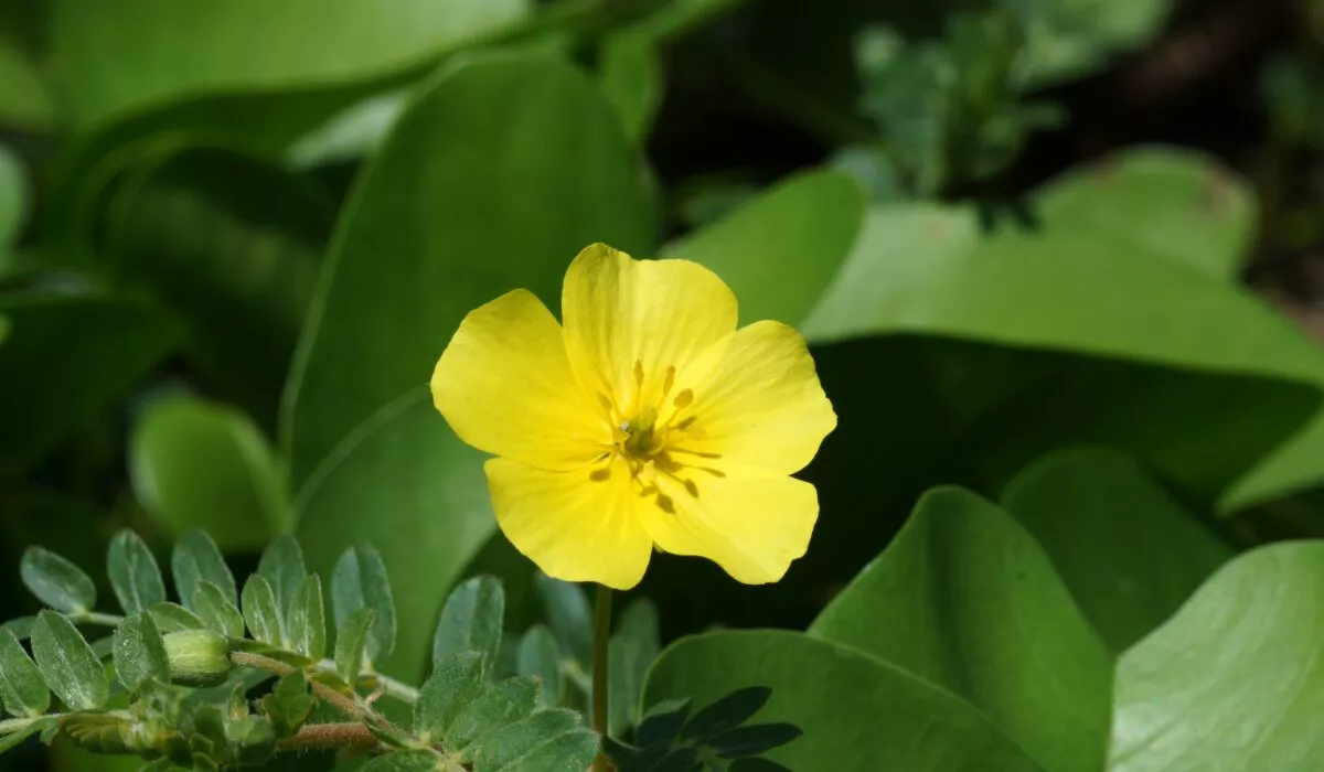 Exploring the Uses and Benefits of Gokhru