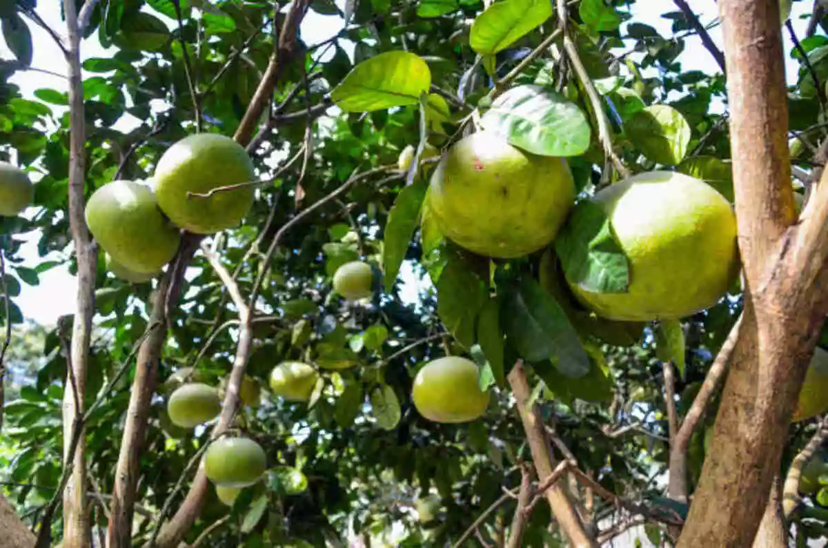 Grewia Asiatica – Falsa Fruit Tree
